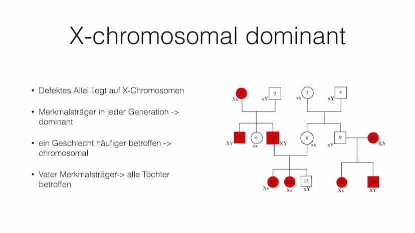 Stammbaumanalyse ●
●
●
Gründe
Wahrscheinlichkeit für Erbkrankheiten bestimmen
Merkmale (Erbkrankheiten) über Generationen zurückverfolgen
Ur