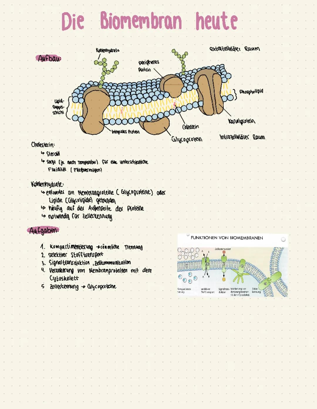 Biomembran