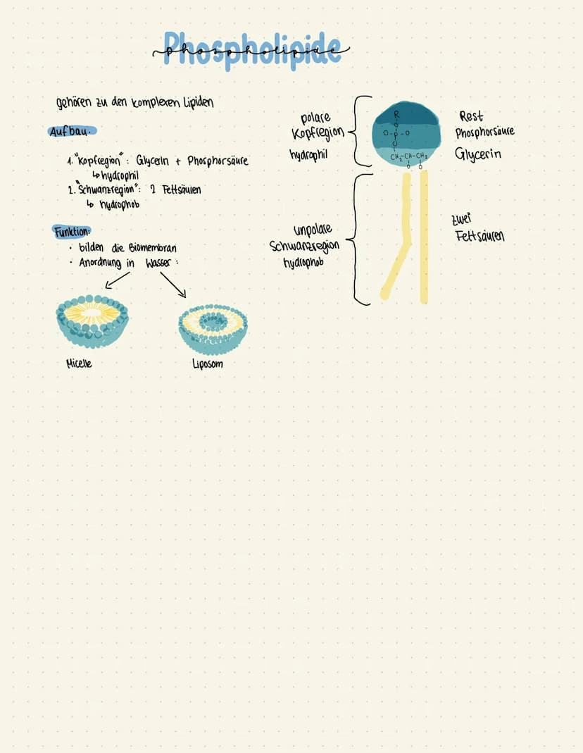 Aufbau
Lipid-
Doppel-
schicht
Cholesterin:
Die Biomembran heute
Kohlenhydrate
Kohlenhydrate
peripheres
Protein
Aufgaben:
Integrales Protein
