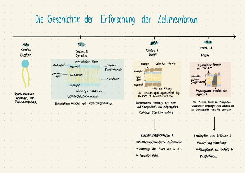 Aufbau
Lipid-
Doppel-
schicht
Cholesterin:
Die Biomembran heute
Kohlenhydrate
Kohlenhydrate
peripheres
Protein
Aufgaben:
Integrales Protein
