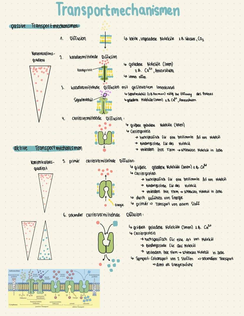 Aufbau
Lipid-
Doppel-
schicht
Cholesterin:
Die Biomembran heute
Kohlenhydrate
Kohlenhydrate
peripheres
Protein
Aufgaben:
Integrales Protein
