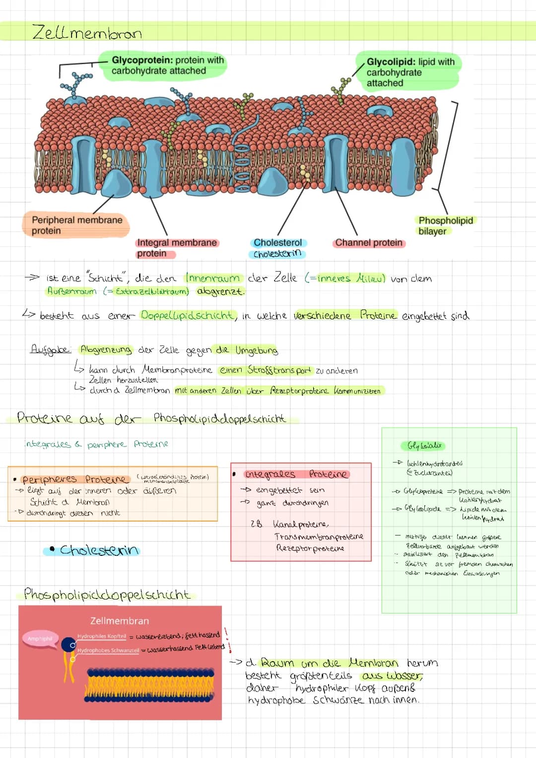 Zelle und  Enzyme 