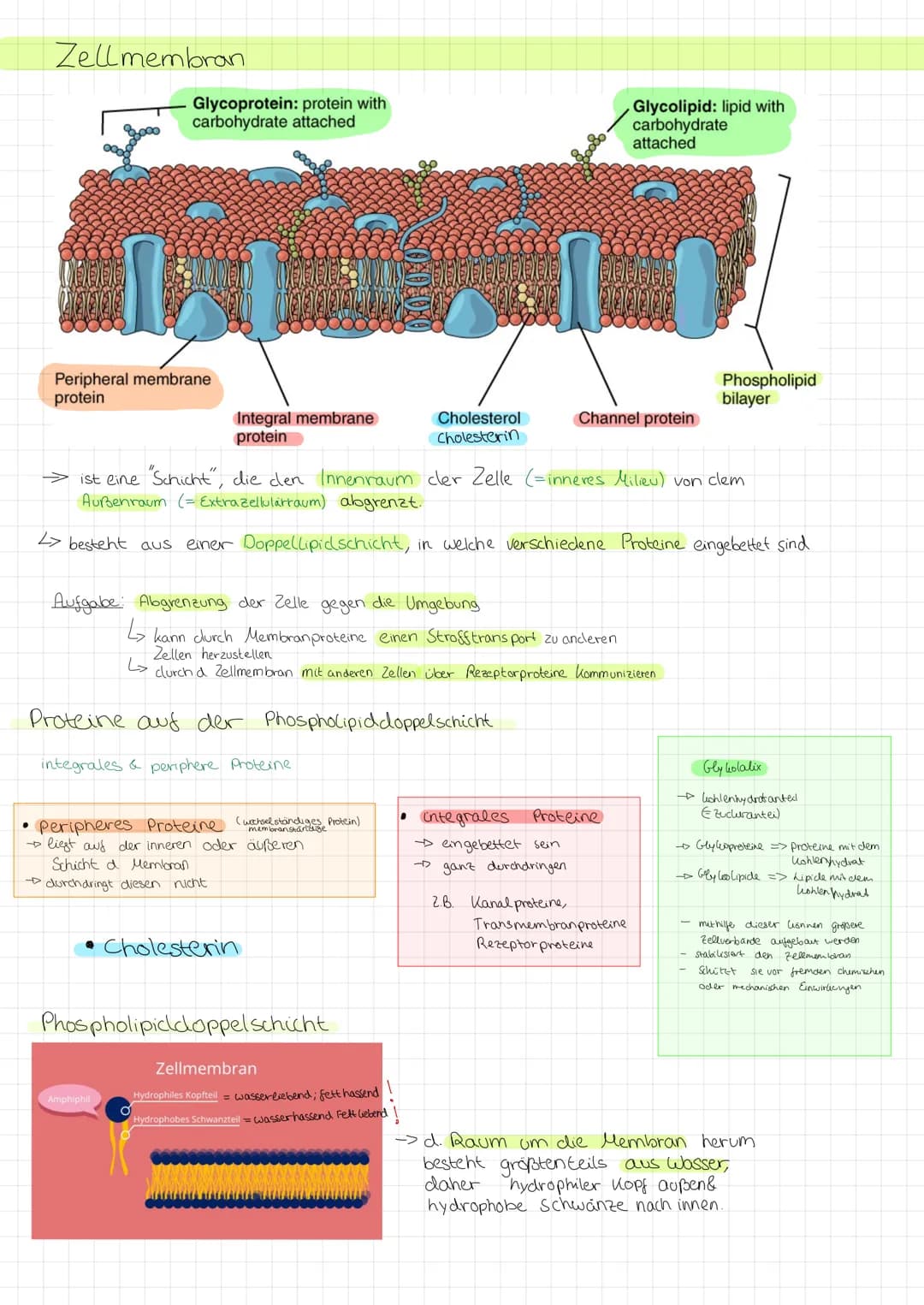 Zellmembran
●
Glycoprotein: protein with
carbohydrate attached
LU
Peripheral membrane
protein
Integral membrane
protein
Aufgabe Abgrenzung d