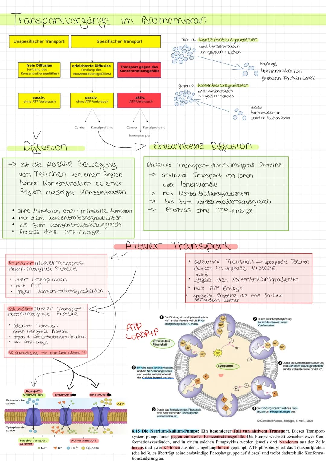 Zellmembran
●
Glycoprotein: protein with
carbohydrate attached
LU
Peripheral membrane
protein
Integral membrane
protein
Aufgabe Abgrenzung d