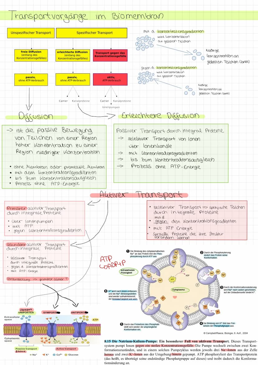 Zellmembran
●
Glycoprotein: protein with
carbohydrate attached
LU
Peripheral membrane
protein
Integral membrane
protein
Aufgabe Abgrenzung d