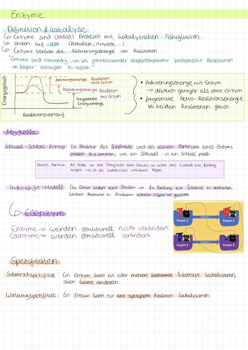 Zellmembran
●
Glycoprotein: protein with
carbohydrate attached
LU
Peripheral membrane
protein
Integral membrane
protein
Aufgabe Abgrenzung d