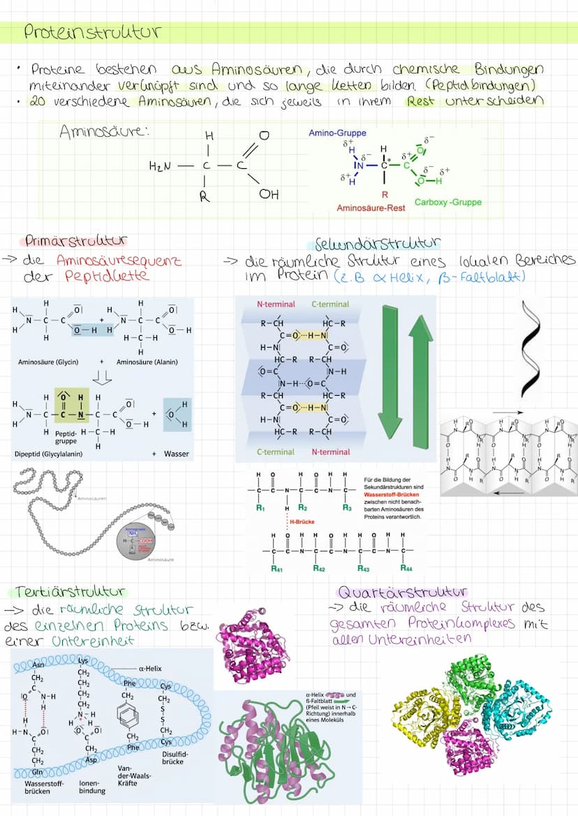 Zellmembran
●
Glycoprotein: protein with
carbohydrate attached
LU
Peripheral membrane
protein
Integral membrane
protein
Aufgabe Abgrenzung d