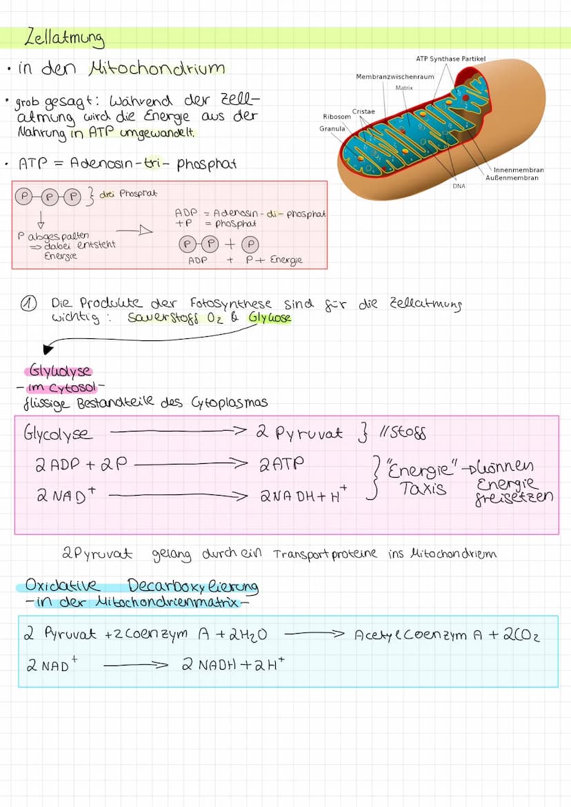 Zellmembran
●
Glycoprotein: protein with
carbohydrate attached
LU
Peripheral membrane
protein
Integral membrane
protein
Aufgabe Abgrenzung d