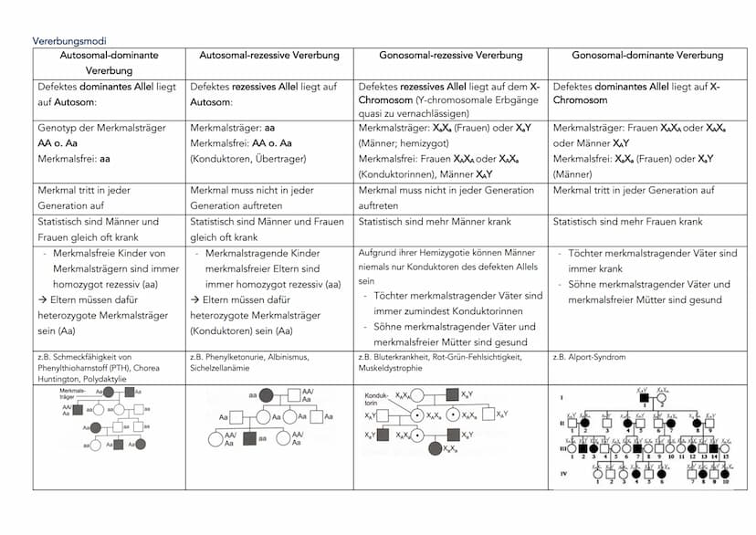 Bau und Struktur der Nukleinsäure
Anzahl Stränge
Phosphorsäurerest
Zucker
Organische Basen
DNA übersetzen
Diploider
九天
und
Diploider Chromos