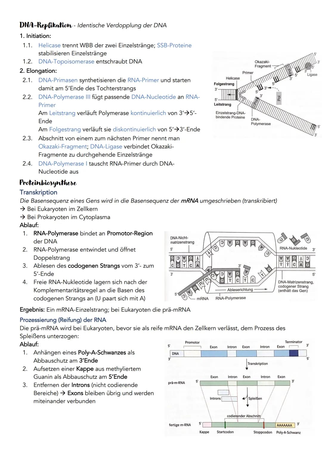 Bau und Struktur der Nukleinsäure
Anzahl Stränge
Phosphorsäurerest
Zucker
Organische Basen
DNA übersetzen
Diploider
九天
und
Diploider Chromos
