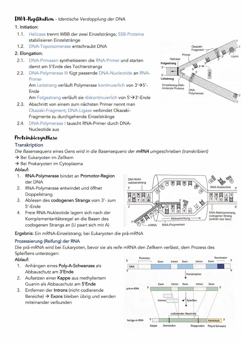Bau und Struktur der Nukleinsäure
Anzahl Stränge
Phosphorsäurerest
Zucker
Organische Basen
DNA übersetzen
Diploider
九天
und
Diploider Chromos