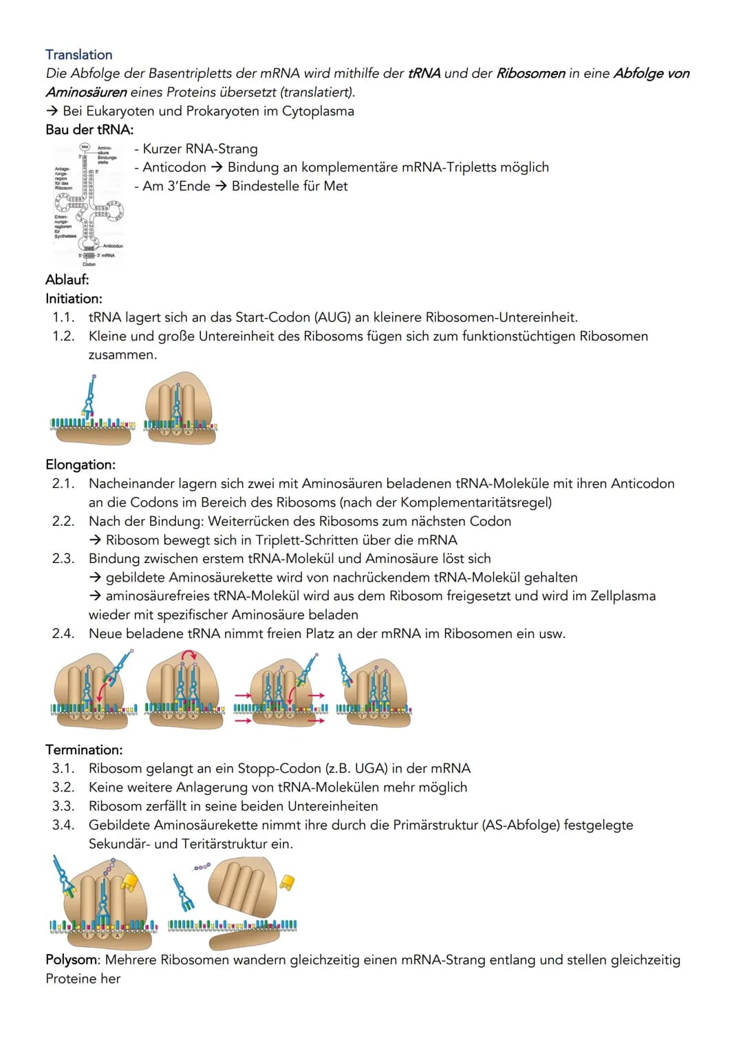 Bau und Struktur der Nukleinsäure
Anzahl Stränge
Phosphorsäurerest
Zucker
Organische Basen
DNA übersetzen
Diploider
九天
und
Diploider Chromos