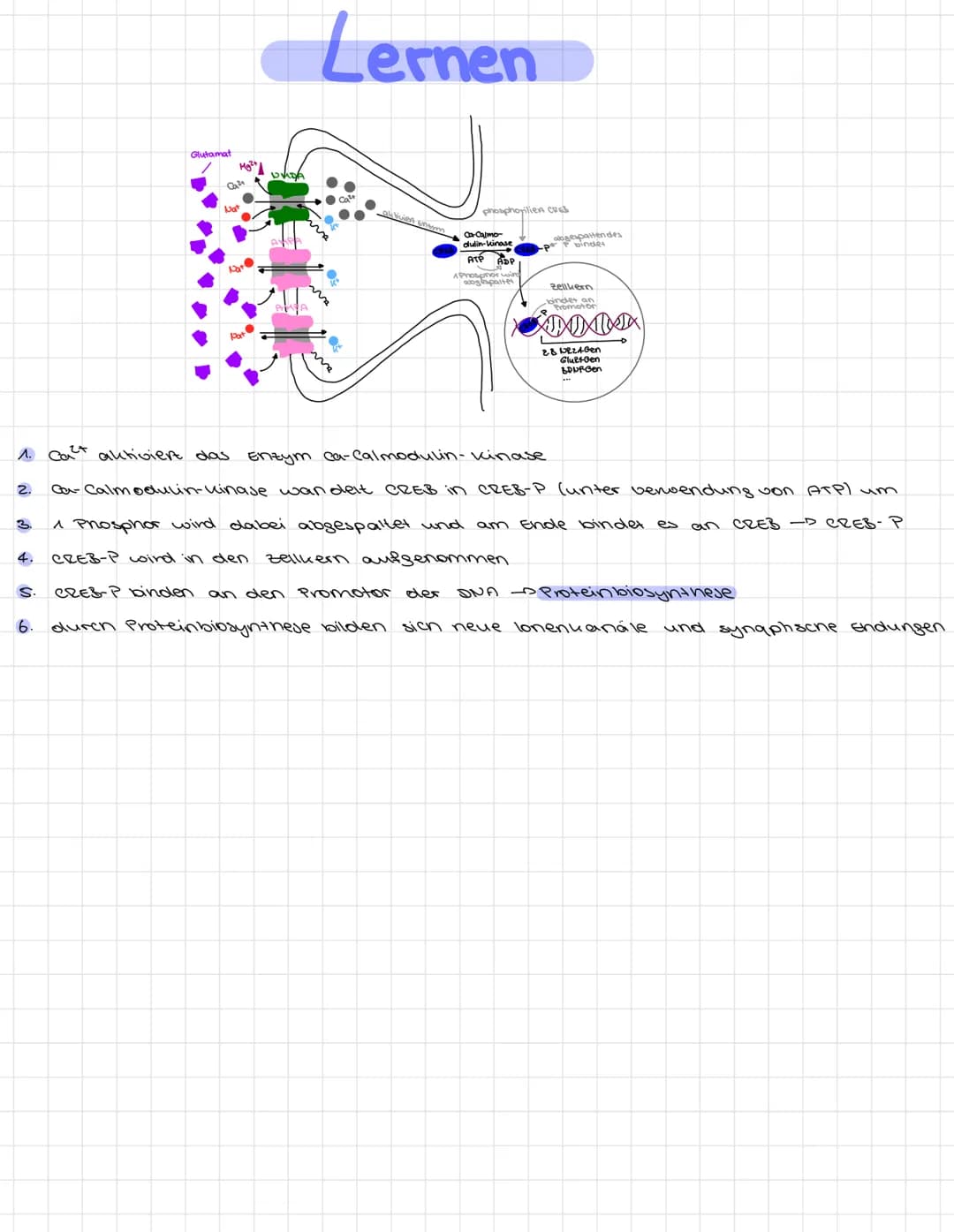 - vorraussetzung dafür, dass Lernen stattfinden kann.
- Effent, der über Stunden annält
Axen des Sender-Neurons
2.
3.
4.
S.
7.
8.
g
10.
Lang