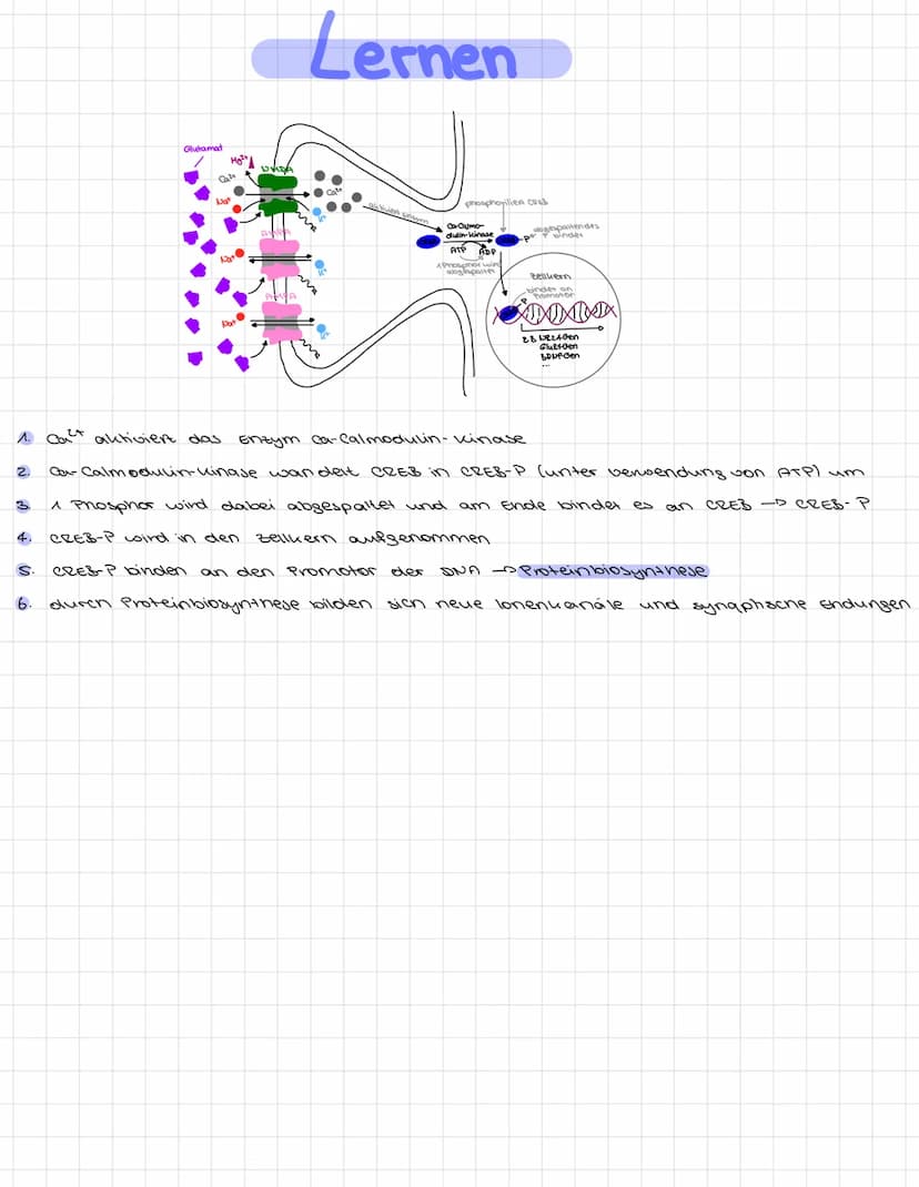 - vorraussetzung dafür, dass Lernen stattfinden kann.
- Effent, der über Stunden annält
Axen des Sender-Neurons
2.
3.
4.
S.
7.
8.
g
10.
Lang