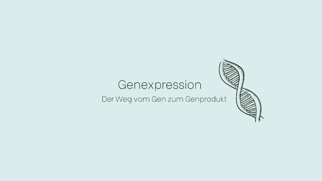 Genexpression / Proteinbiosynthese
