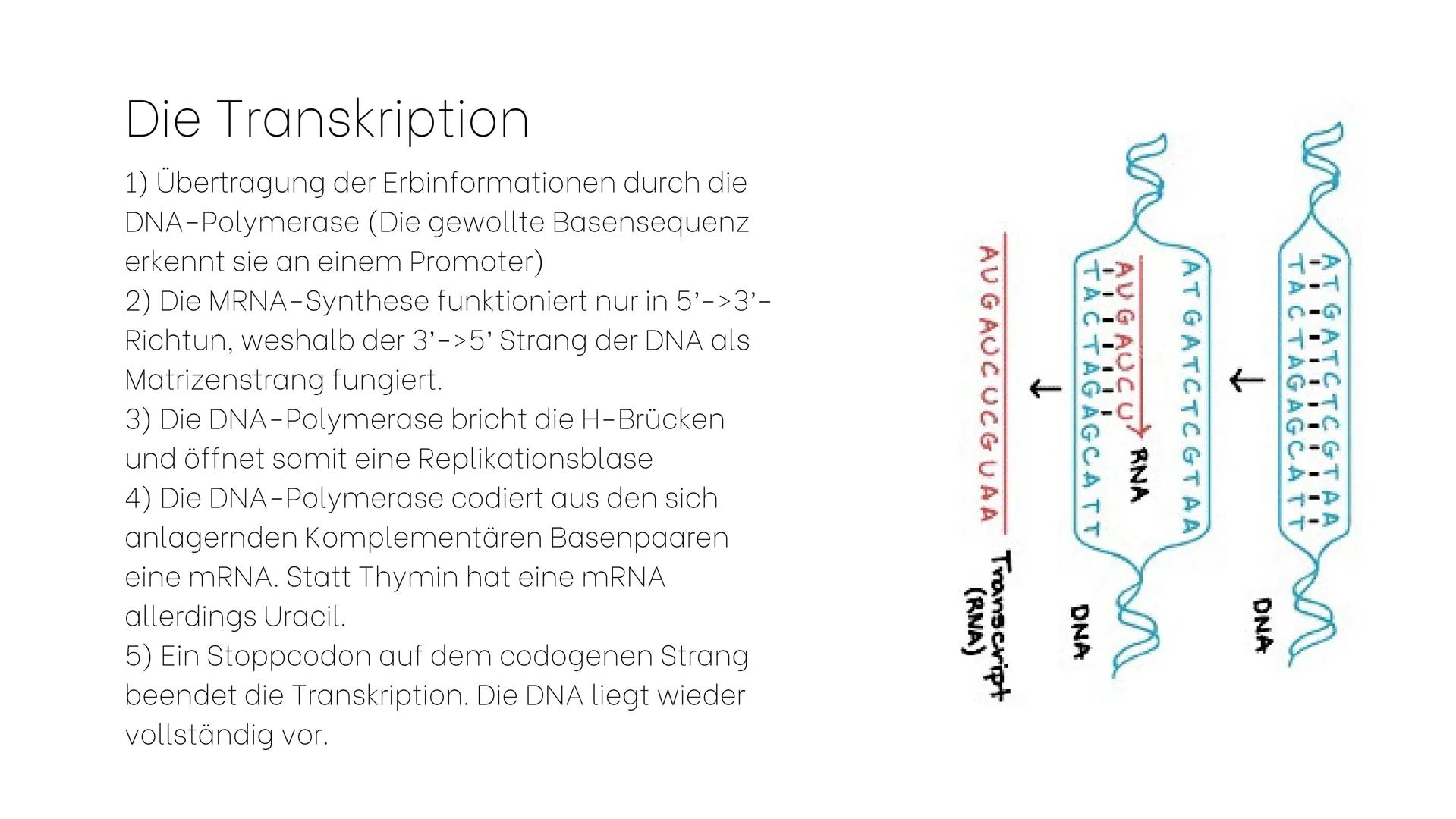 Genexpression
Der Weg vom Gen zum Genprodukt Gliederung
1. Genexpression oder
Proteinbiosynthese
2. Transkription
3.Warum eigentlich mRNA?
4