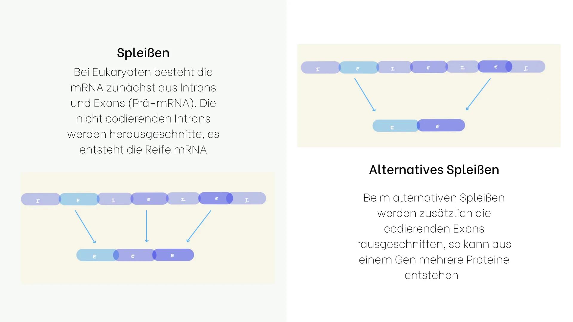 Genexpression
Der Weg vom Gen zum Genprodukt Gliederung
1. Genexpression oder
Proteinbiosynthese
2. Transkription
3.Warum eigentlich mRNA?
4