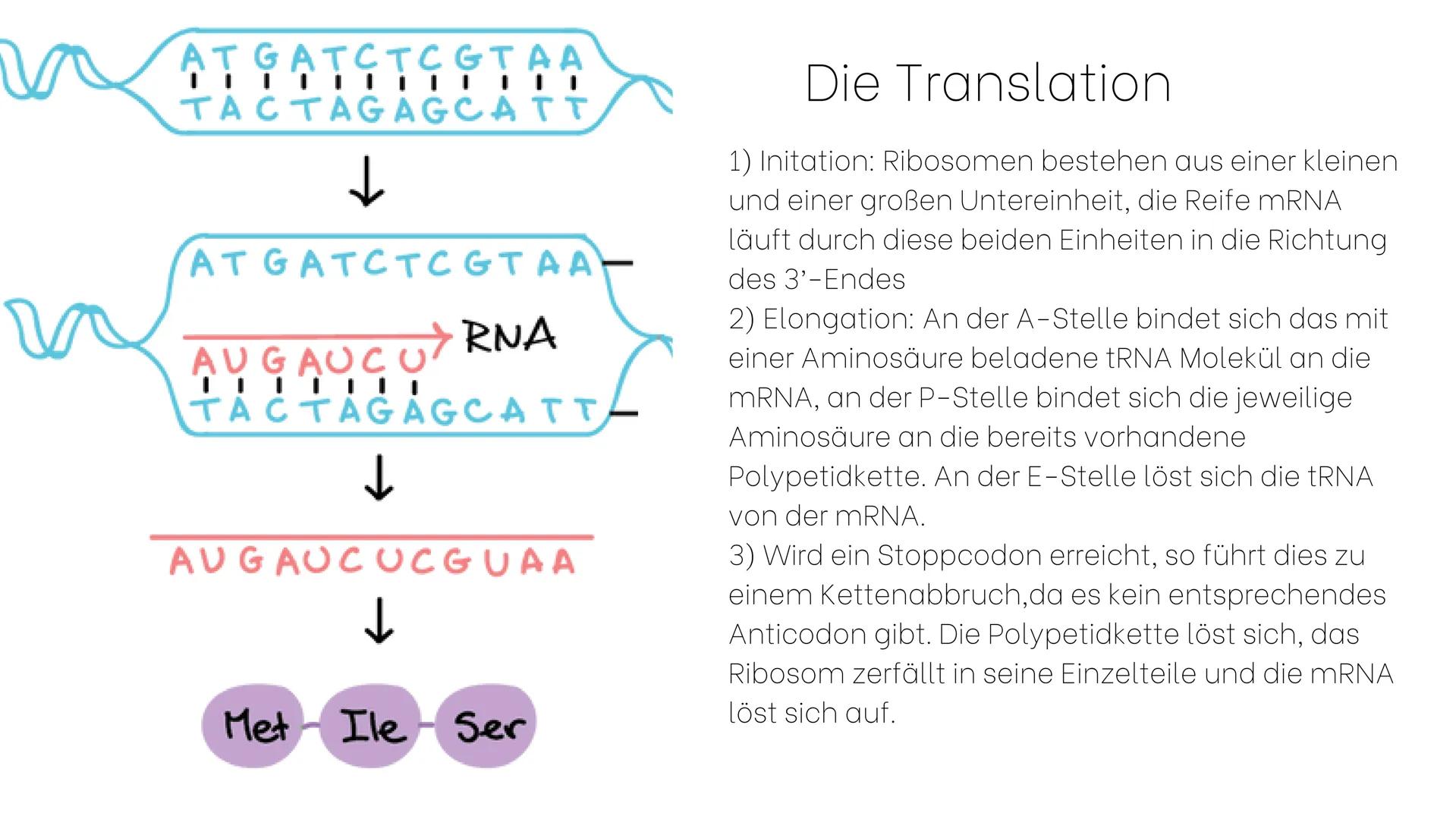Genexpression
Der Weg vom Gen zum Genprodukt Gliederung
1. Genexpression oder
Proteinbiosynthese
2. Transkription
3.Warum eigentlich mRNA?
4