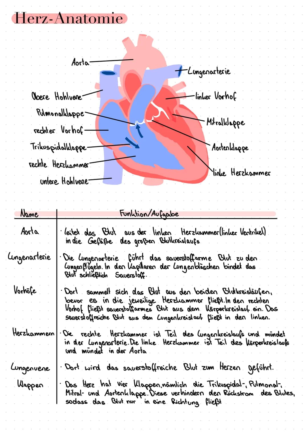 Herz-Anatomie
Obere Hohlvene-
Pulmonalklappe-
rechter Vorhof-
Trikuspidalklappe
rechte Herzkammer:
untere Hohlvene-
Name
Aorta
Aorta-
Vorhöf