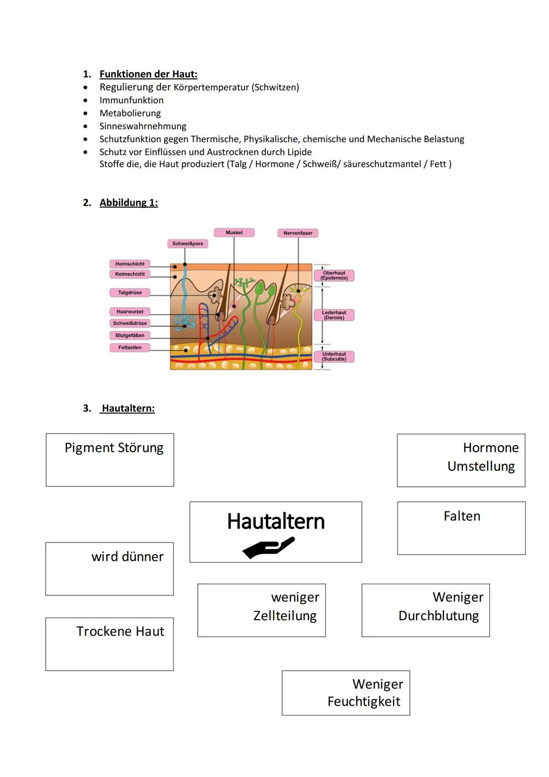 1. Funktionen der Haut:
Regulierung der Körpertemperatur (Schwitzen)
Immunfunktion
● Metabolierung
●
Sinneswahrnehmung
Schutzfunktion gegen 