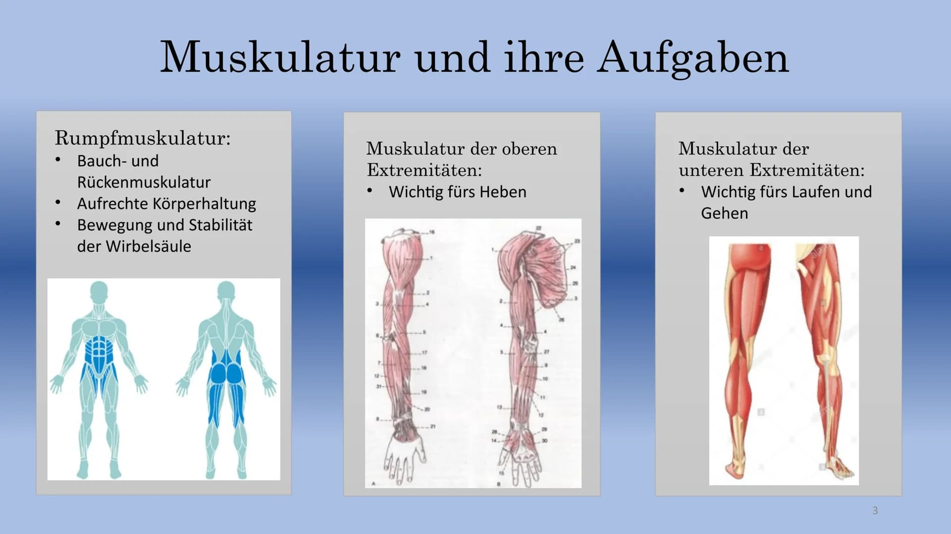 Krafttraining
-Schwimmen- Inhalt:
Muskulatur und ihre Aufgaben
Was ist Krafttraining überhaupt?
Wie ist ein Krafttraining aufgebaut?
Welche 