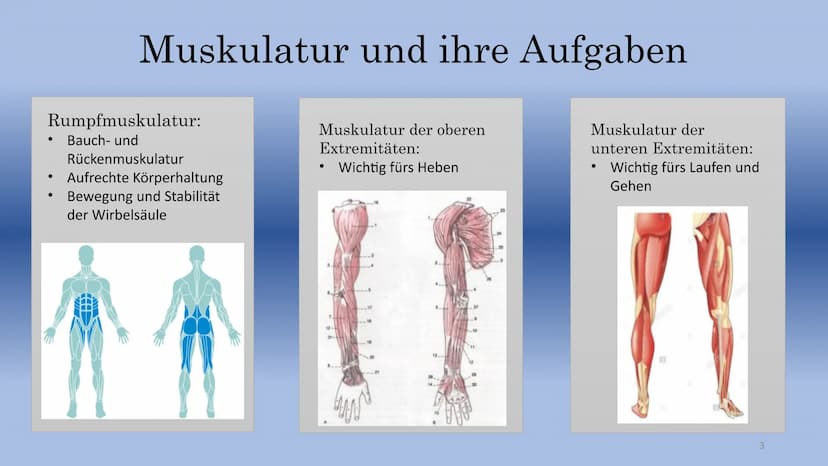 Krafttraining
-Schwimmen- Inhalt:
Muskulatur und ihre Aufgaben
Was ist Krafttraining überhaupt?
Wie ist ein Krafttraining aufgebaut?
Welche 