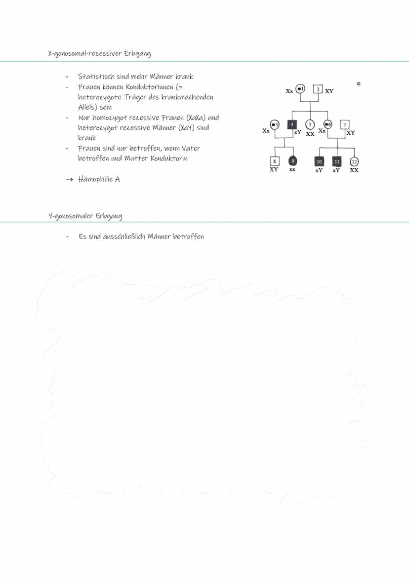 Mendelsche Regeln
1. Mendelsche Regel
→ Uniformitätsregel
Kreuzt man zwei reine Linien einer Art, die sich in einem Merkmal unterscheiden, s