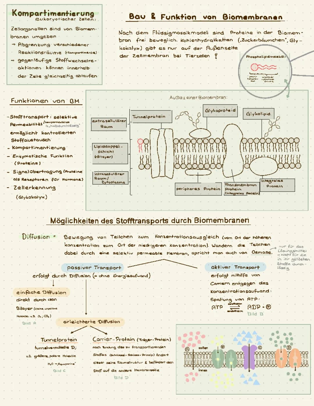 Biomembran (Aufbau, Funktion, Stoffwechseltransport)