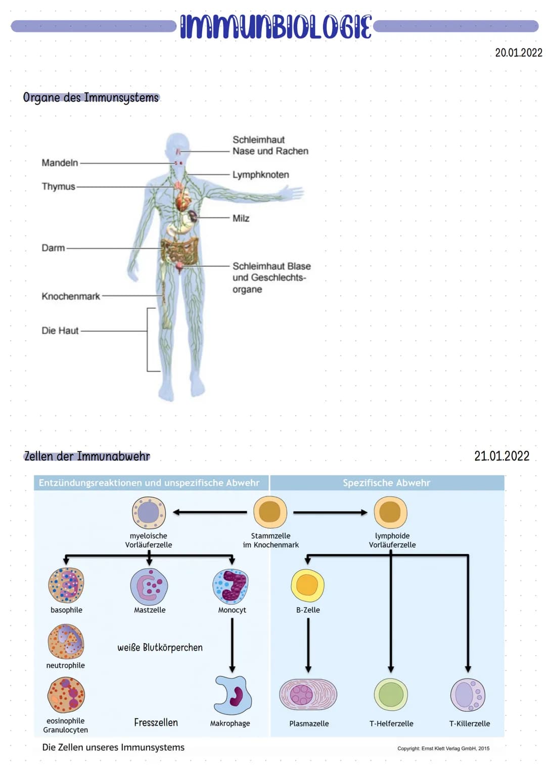Organe des Immunsystems
Mandeln
Thymus
Darm
Knochenmark
Die Haut
Zellen der Immunabwehr
basophile
neutrophile
myeloische
Vorläuferzelle
Mast