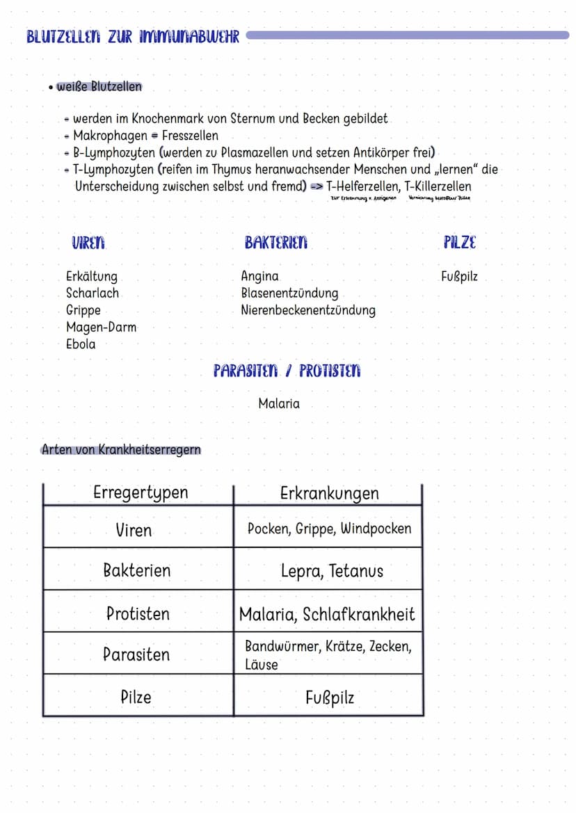 Organe des Immunsystems
Mandeln
Thymus
Darm
Knochenmark
Die Haut
Zellen der Immunabwehr
basophile
neutrophile
myeloische
Vorläuferzelle
Mast