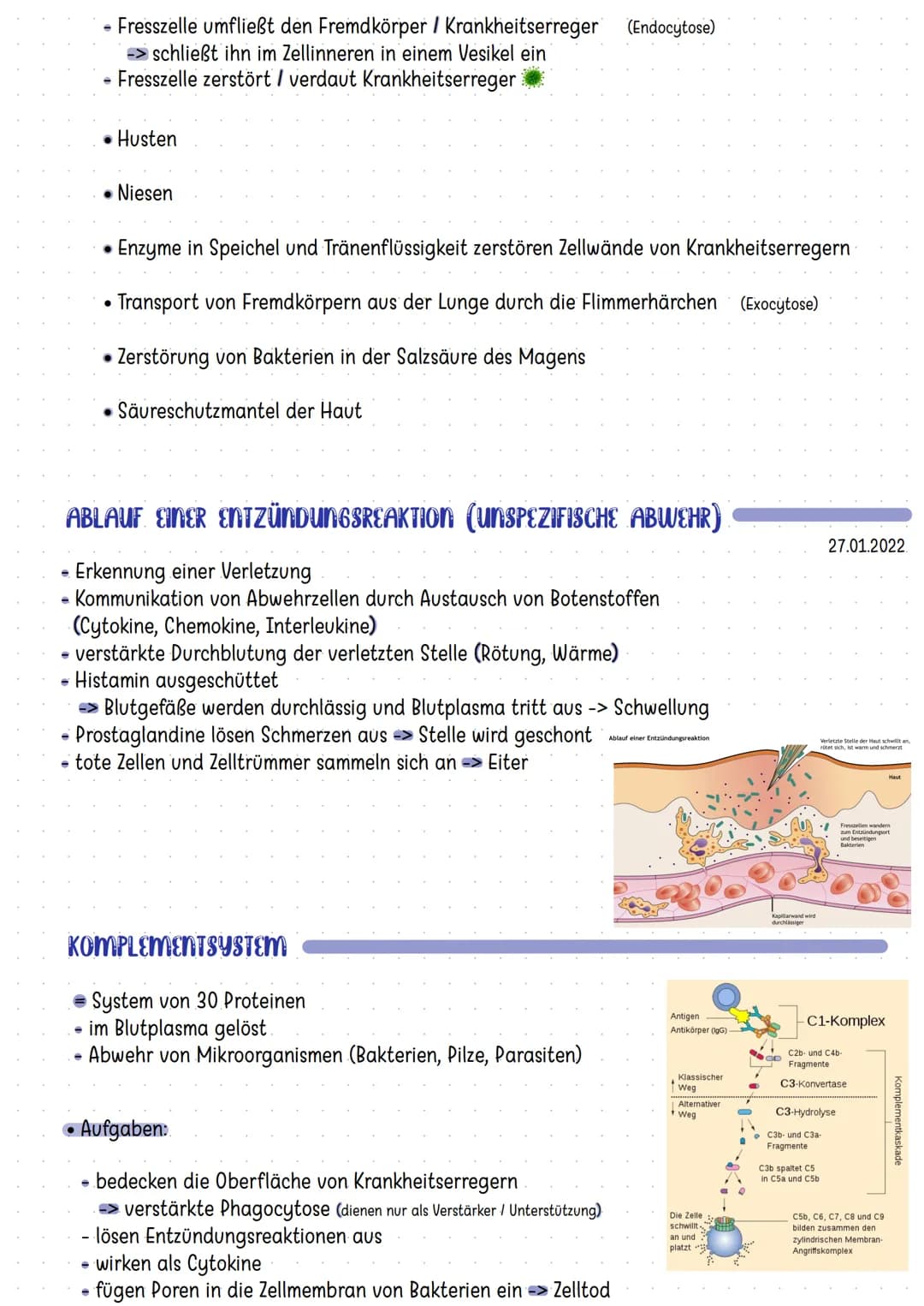 Organe des Immunsystems
Mandeln
Thymus
Darm
Knochenmark
Die Haut
Zellen der Immunabwehr
basophile
neutrophile
myeloische
Vorläuferzelle
Mast