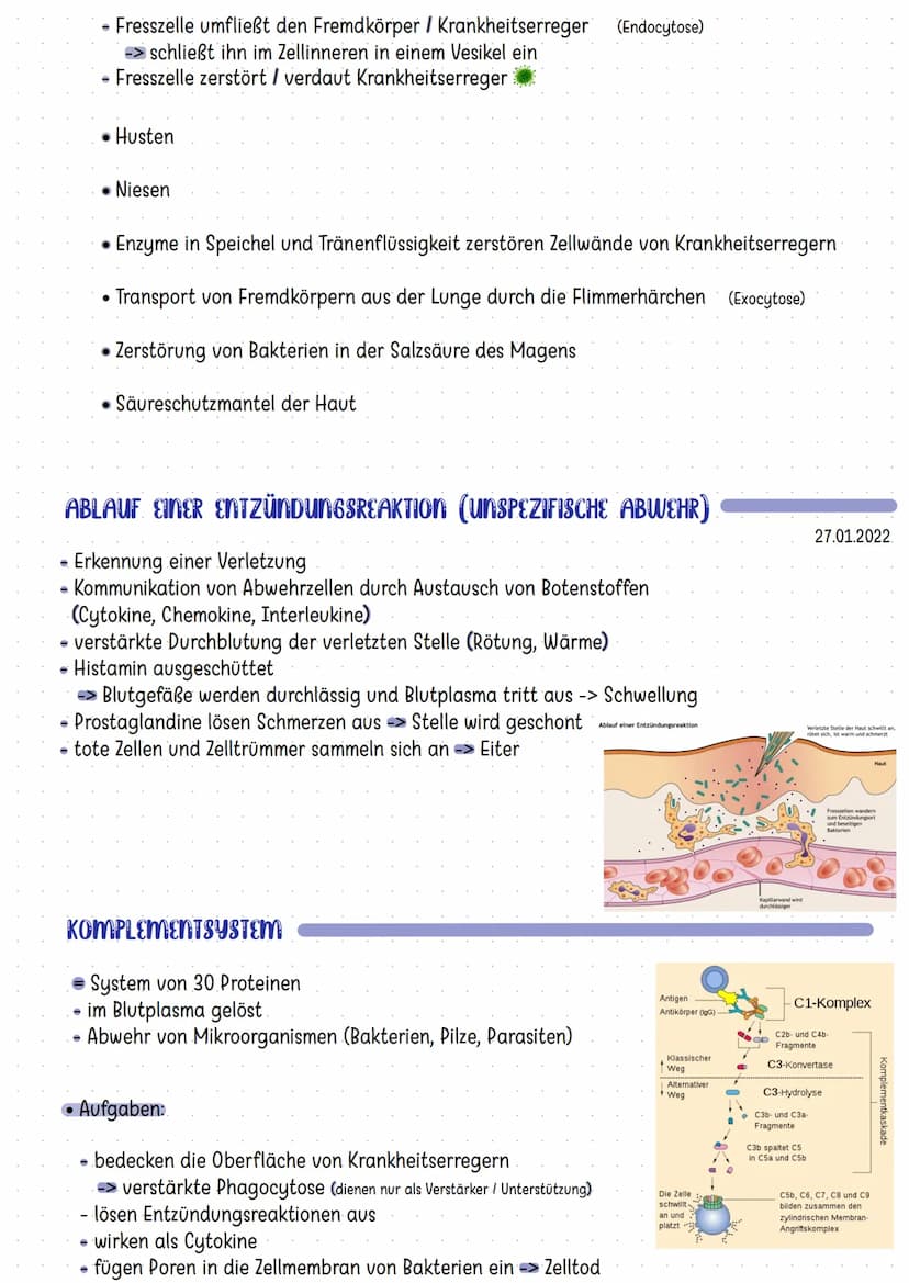 Organe des Immunsystems
Mandeln
Thymus
Darm
Knochenmark
Die Haut
Zellen der Immunabwehr
basophile
neutrophile
myeloische
Vorläuferzelle
Mast