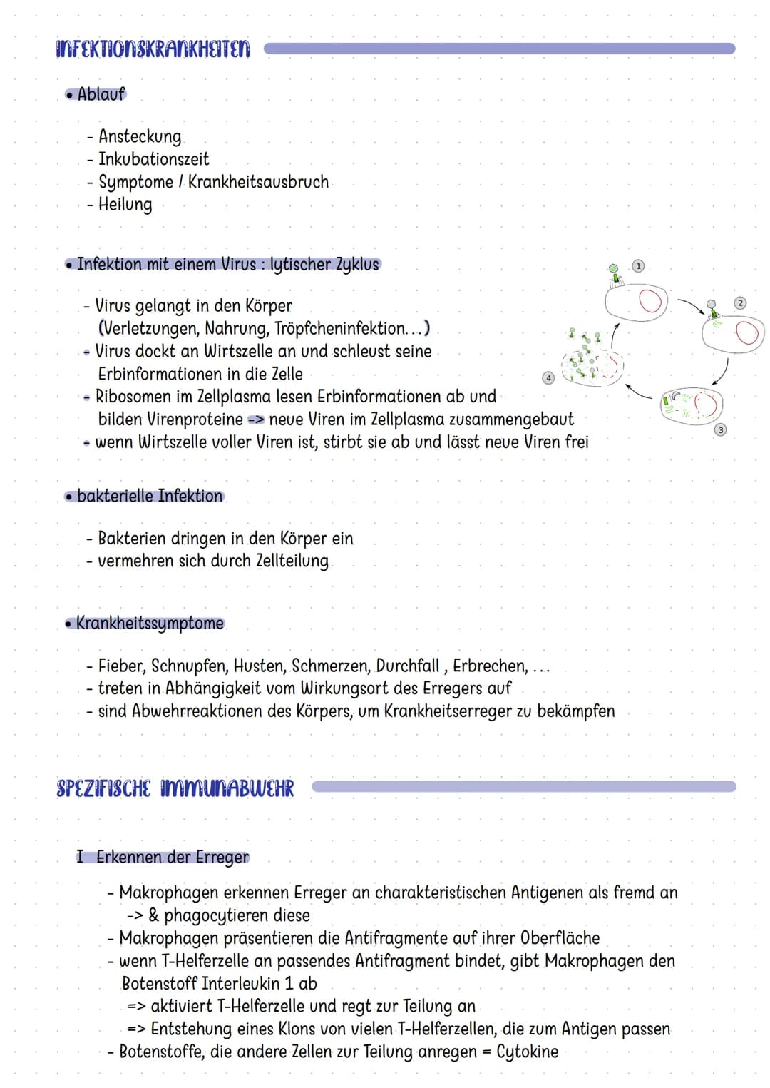 Organe des Immunsystems
Mandeln
Thymus
Darm
Knochenmark
Die Haut
Zellen der Immunabwehr
basophile
neutrophile
myeloische
Vorläuferzelle
Mast