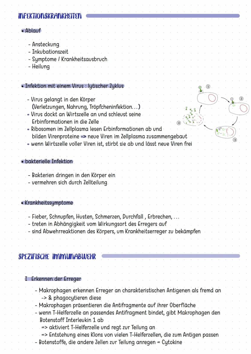 Organe des Immunsystems
Mandeln
Thymus
Darm
Knochenmark
Die Haut
Zellen der Immunabwehr
basophile
neutrophile
myeloische
Vorläuferzelle
Mast