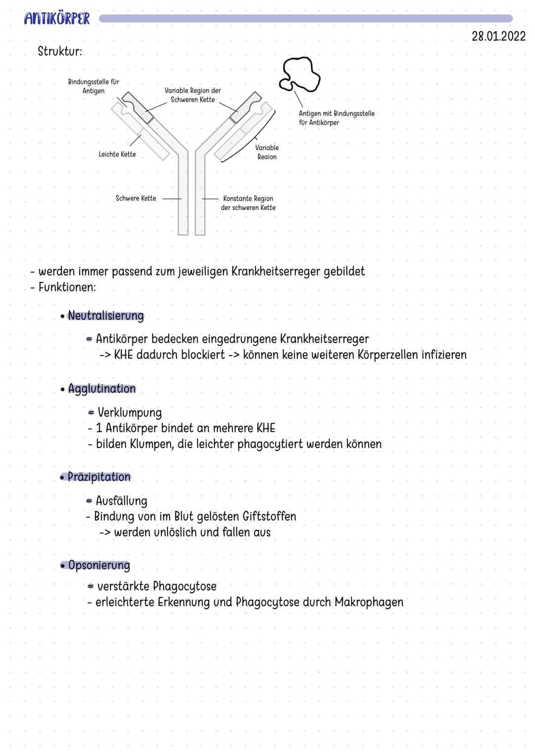 Organe des Immunsystems
Mandeln
Thymus
Darm
Knochenmark
Die Haut
Zellen der Immunabwehr
basophile
neutrophile
myeloische
Vorläuferzelle
Mast
