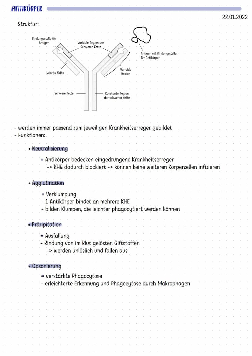 Organe des Immunsystems
Mandeln
Thymus
Darm
Knochenmark
Die Haut
Zellen der Immunabwehr
basophile
neutrophile
myeloische
Vorläuferzelle
Mast