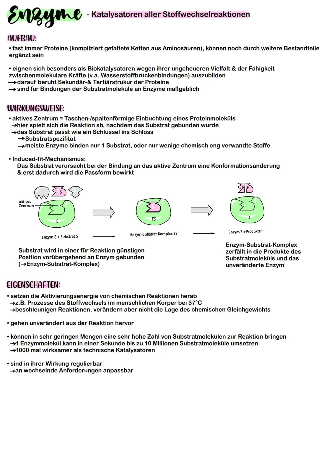 Enzyme
AUFBAU:
• fast immer Proteine (kompliziert gefaltete Ketten aus Aminosäuren), können noch durch weitere Bestandteile
ergänzt sein
- K