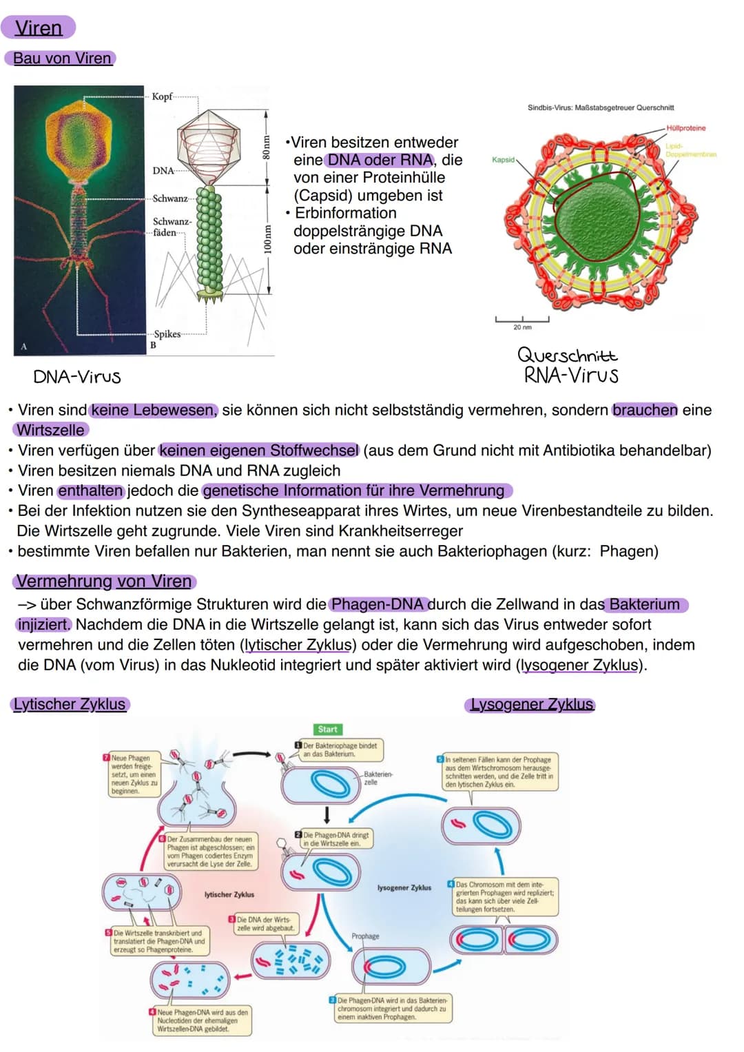 Viren
Bau von Viren
Kopf
DNA
.
Schwanz-
Schwanz-
fäden-
--Spikes
B
Neue Phagen
werden freige
setzt, um einen
neuen Zyklus zu
beginnen.
.Vire