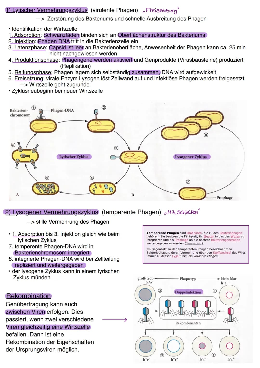 Viren
Bau von Viren
Kopf
DNA
.
Schwanz-
Schwanz-
fäden-
--Spikes
B
Neue Phagen
werden freige
setzt, um einen
neuen Zyklus zu
beginnen.
.Vire