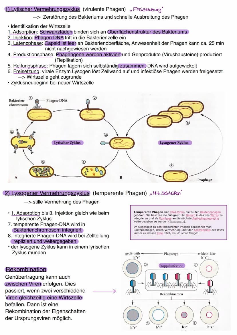 Viren
Bau von Viren
Kopf
DNA
.
Schwanz-
Schwanz-
fäden-
--Spikes
B
Neue Phagen
werden freige
setzt, um einen
neuen Zyklus zu
beginnen.
.Vire