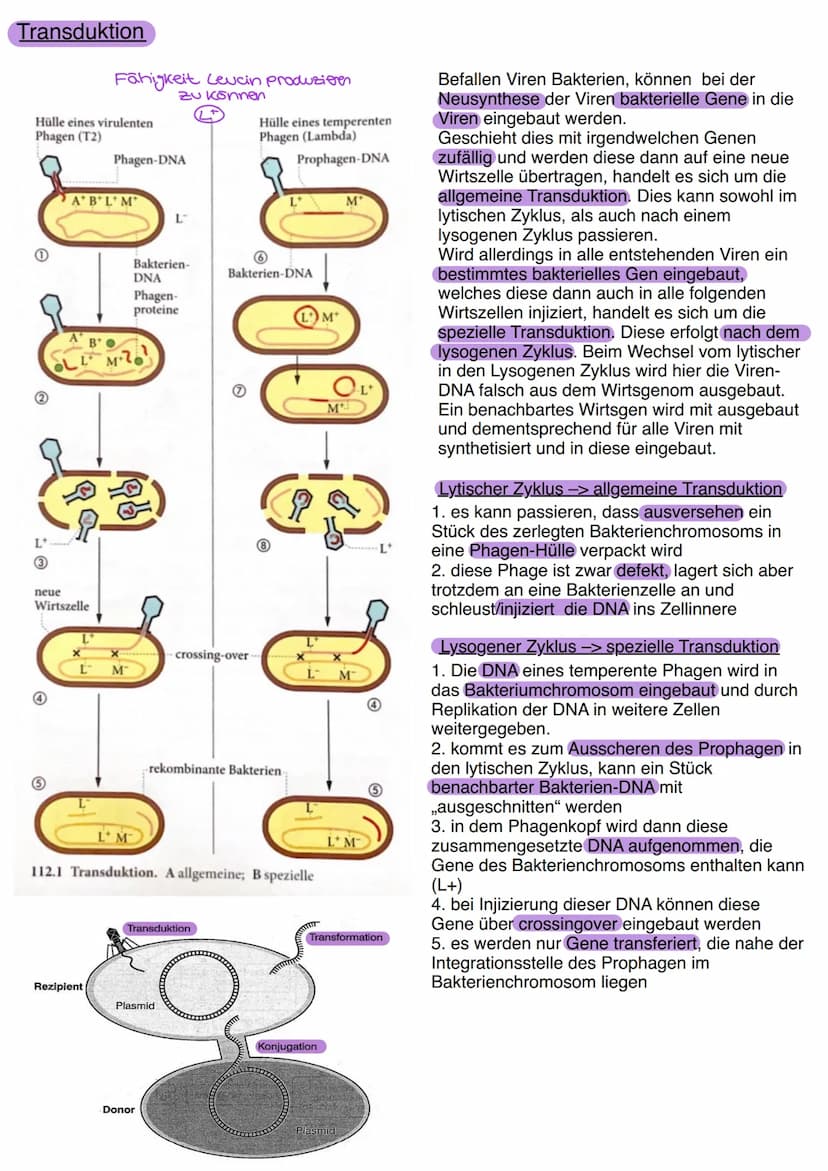 Viren
Bau von Viren
Kopf
DNA
.
Schwanz-
Schwanz-
fäden-
--Spikes
B
Neue Phagen
werden freige
setzt, um einen
neuen Zyklus zu
beginnen.
.Vire