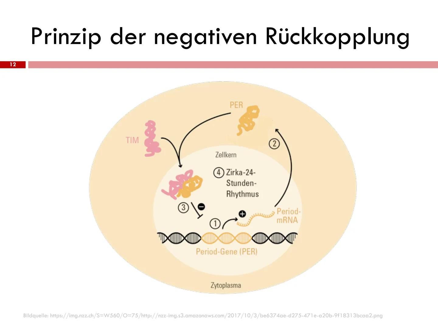 
<h2 id="chronobiologie">Chronobiologie</h2>
<p>Die innere Uhr ist ein Teil der Chronobiologie, ein Fachgebiet der Biologie, das die zeitlic