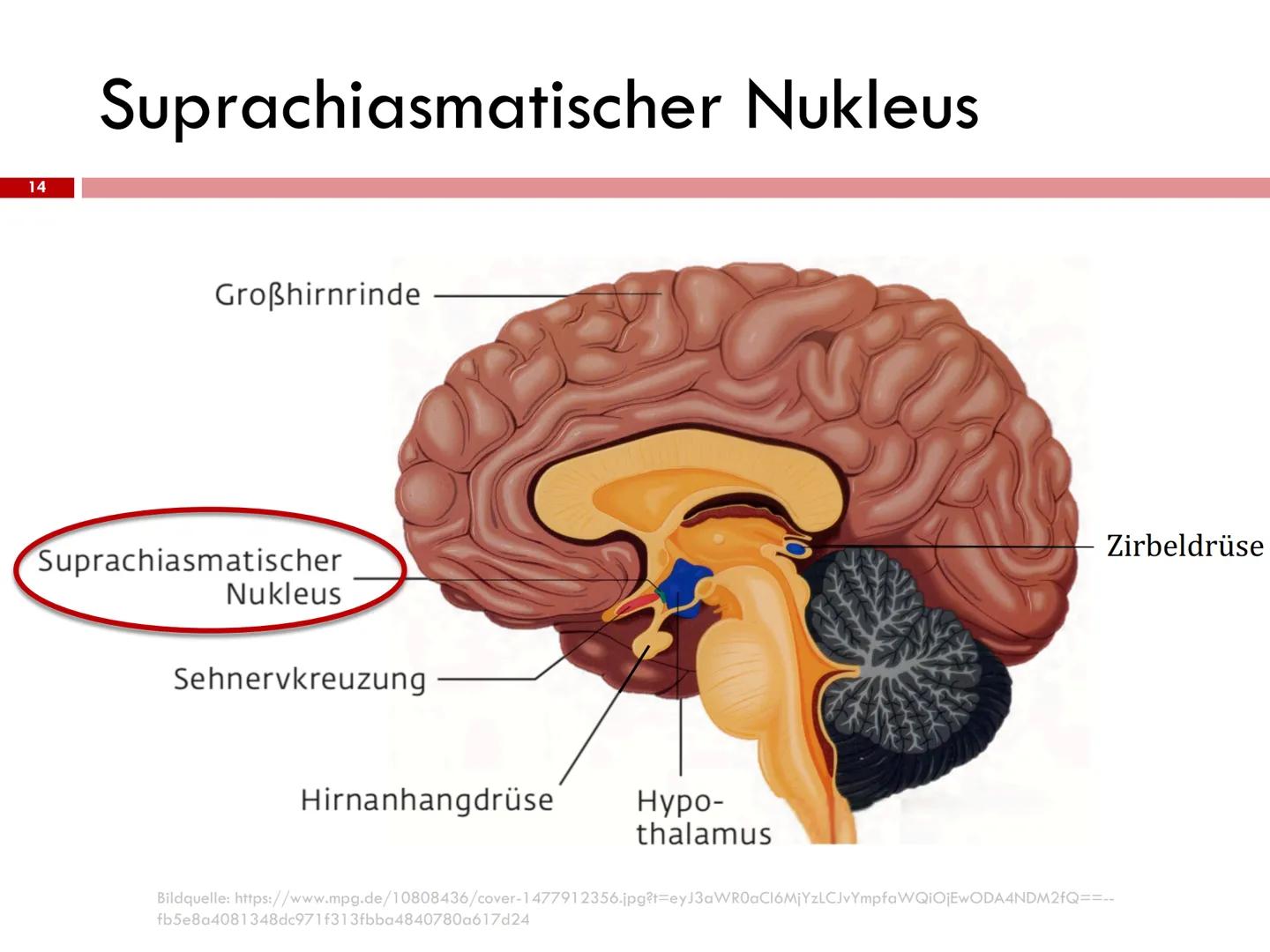 
<h2 id="chronobiologie">Chronobiologie</h2>
<p>Die innere Uhr ist ein Teil der Chronobiologie, ein Fachgebiet der Biologie, das die zeitlic