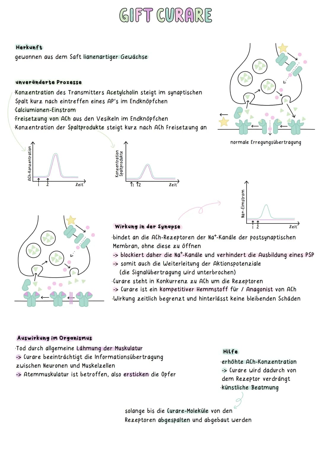 Herkunft
gewonnen aus dem Saft lianenartiger Gewächse
unveränderte Prozesse
Konzentration des Transmitters Acetylcholin steigt im synaptisch