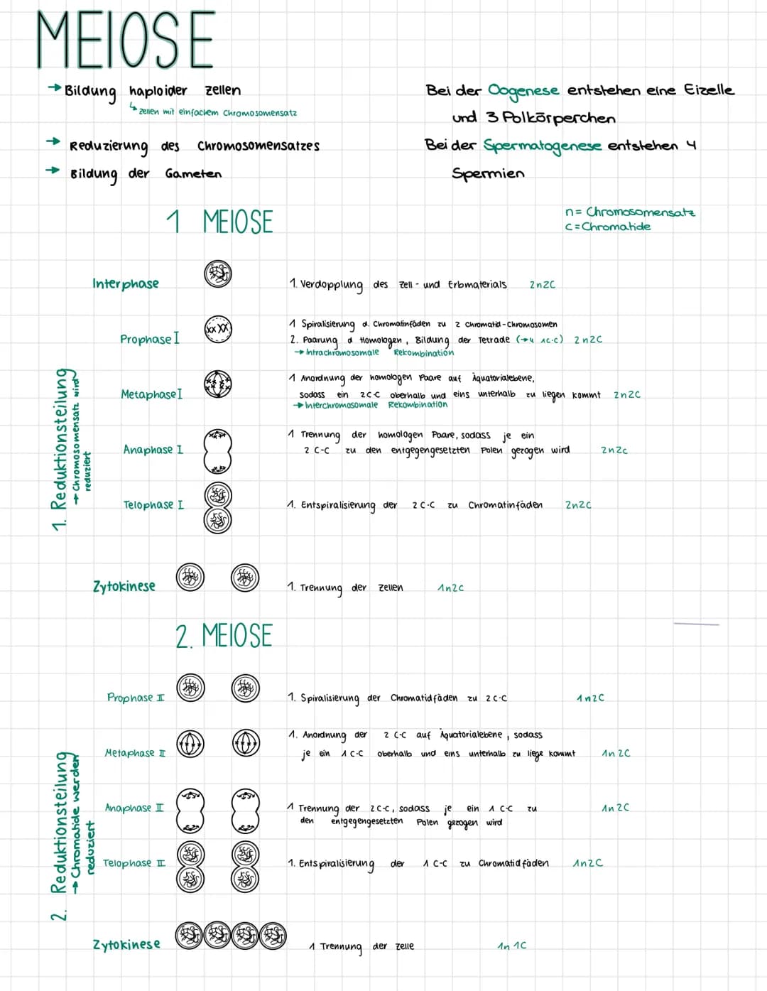 MEIOSE
→
•Bildung haploider zellen
➜ Reduzierung des Chromosomensatzes
Bildung der
1. Reduktionsteilung
Chromosomensatz wird
2. Reduktionste