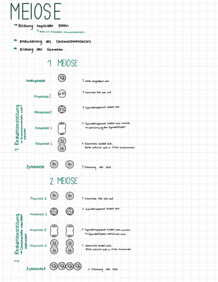 MEIOSE
→
•Bildung haploider zellen
➜ Reduzierung des Chromosomensatzes
Bildung der
1. Reduktionsteilung
Chromosomensatz wird
2. Reduktionste