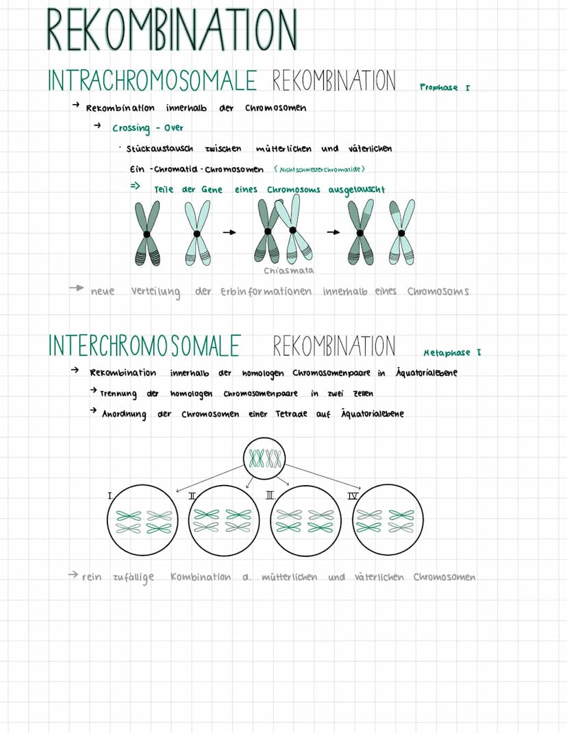 MEIOSE
→
•Bildung haploider zellen
➜ Reduzierung des Chromosomensatzes
Bildung der
1. Reduktionsteilung
Chromosomensatz wird
2. Reduktionste