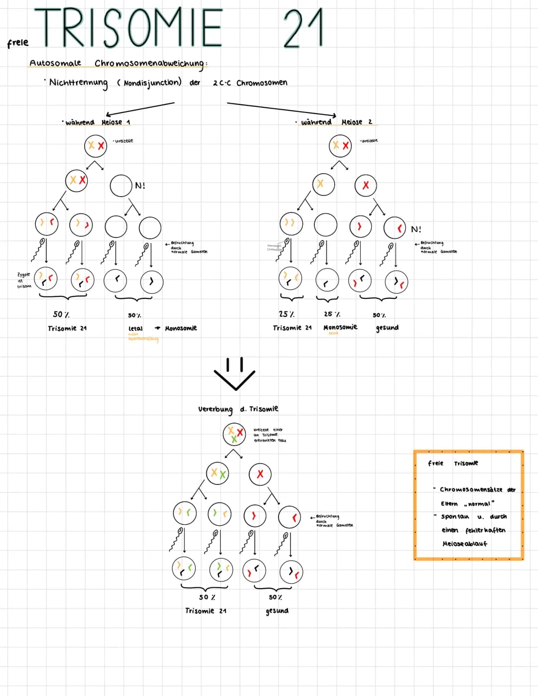 MEIOSE
→
•Bildung haploider zellen
➜ Reduzierung des Chromosomensatzes
Bildung der
1. Reduktionsteilung
Chromosomensatz wird
2. Reduktionste
