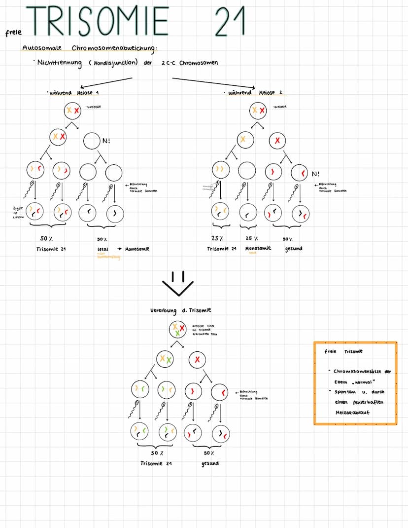 MEIOSE
→
•Bildung haploider zellen
➜ Reduzierung des Chromosomensatzes
Bildung der
1. Reduktionsteilung
Chromosomensatz wird
2. Reduktionste