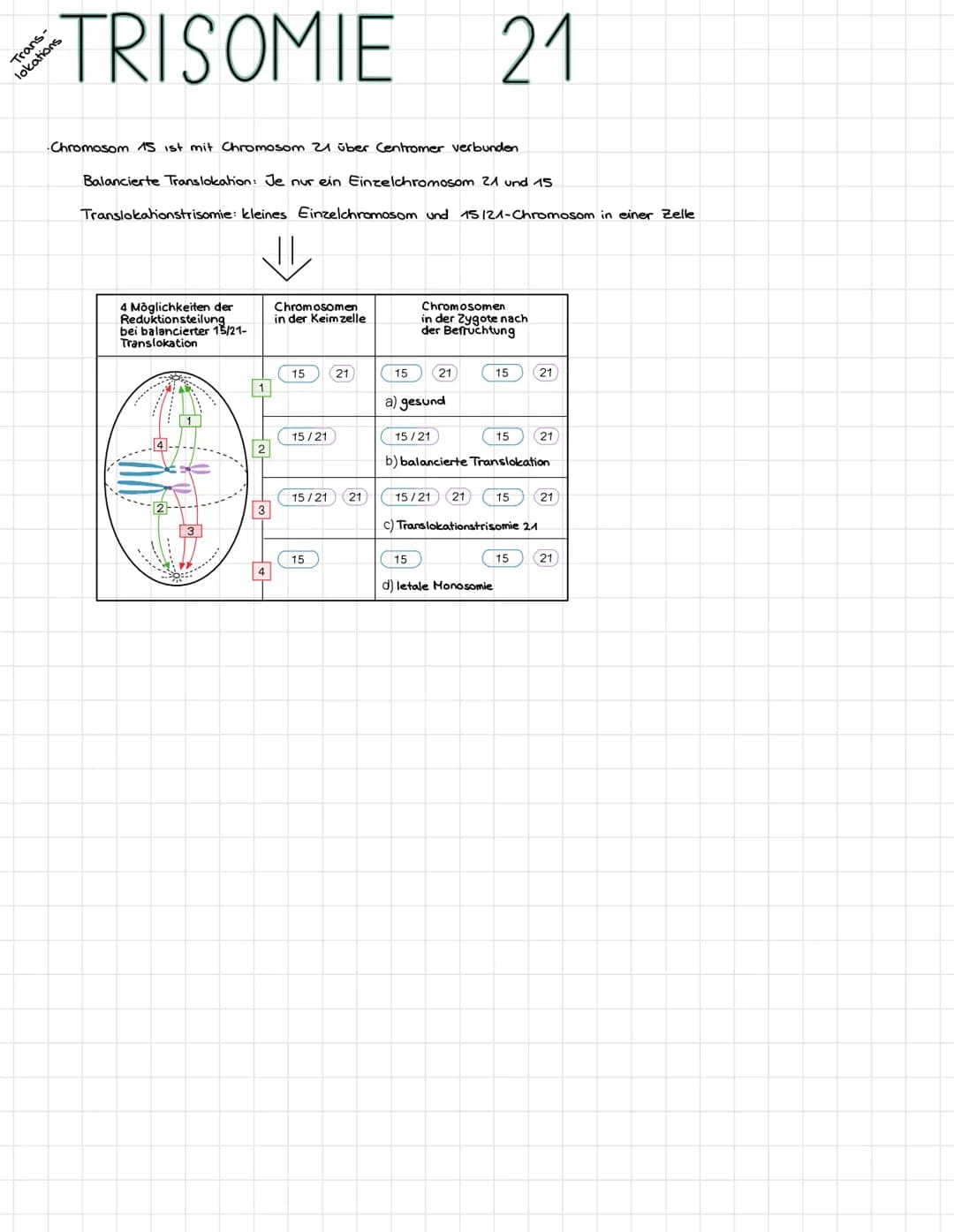 MEIOSE
→
•Bildung haploider zellen
➜ Reduzierung des Chromosomensatzes
Bildung der
1. Reduktionsteilung
Chromosomensatz wird
2. Reduktionste